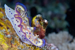 One of many beautiful nudis of Anilao, D300, 105 by Larry Polster 